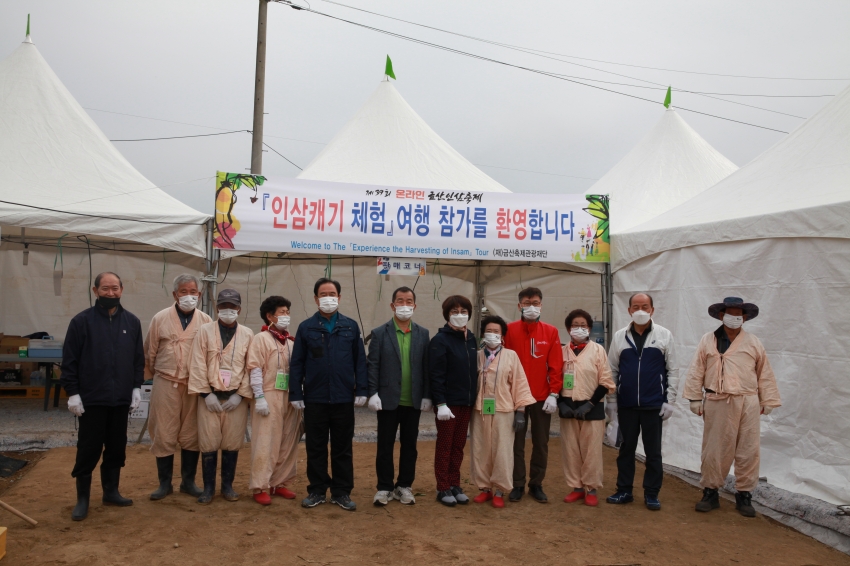 제39회 금산인삼축제 인삼캐기체험_0