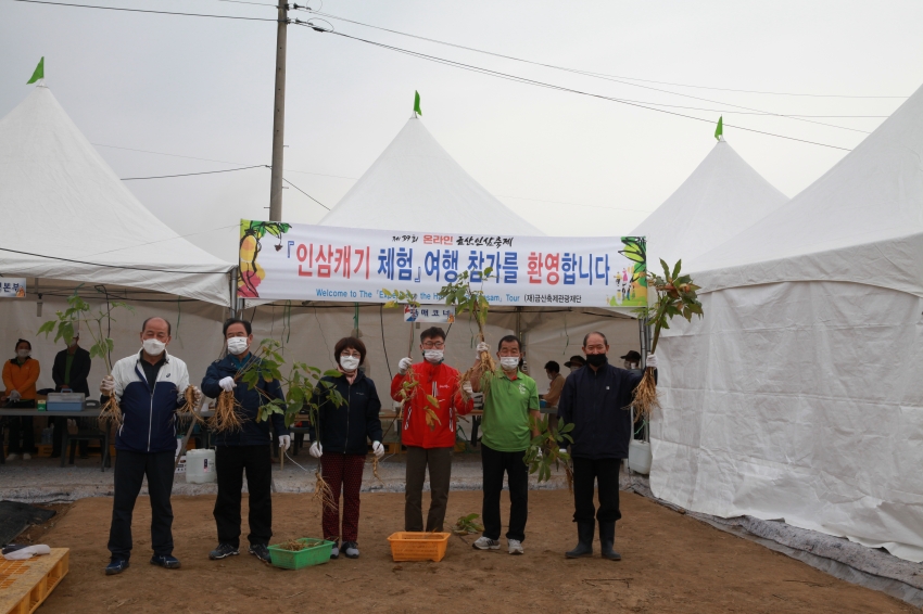 제39회 금산인삼축제 인삼캐기체험_1